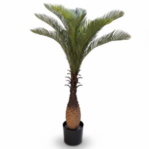 EAND PALM TREE