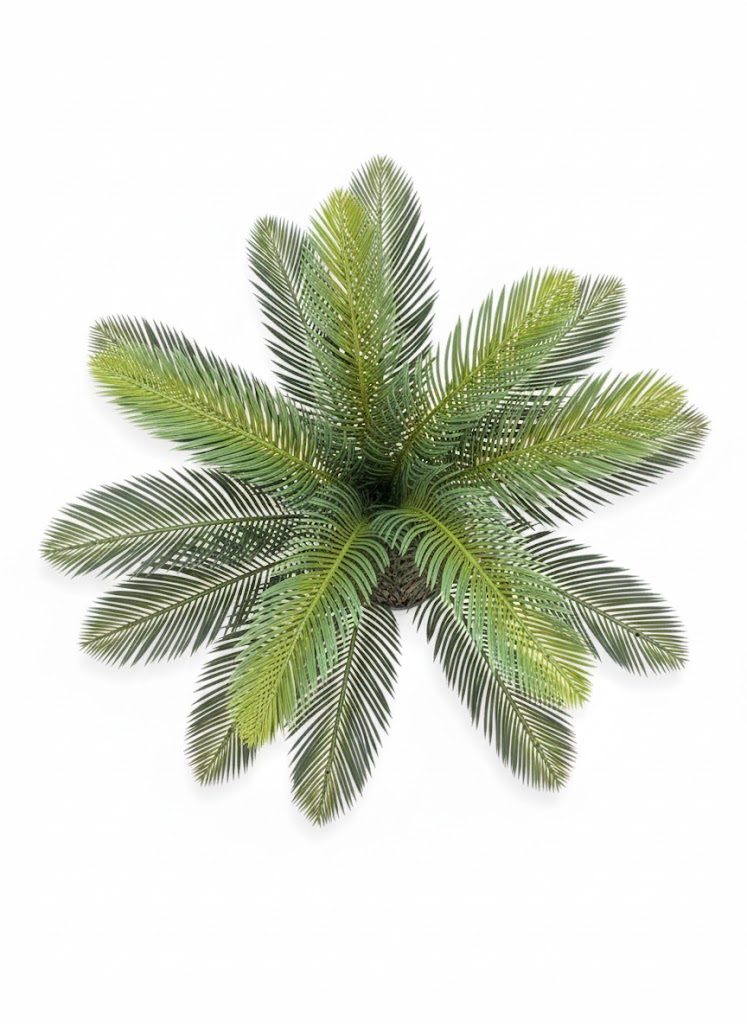 EAND PALM TREE - Image 2