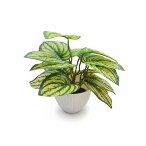 STELLA POT COLOUR LEAF