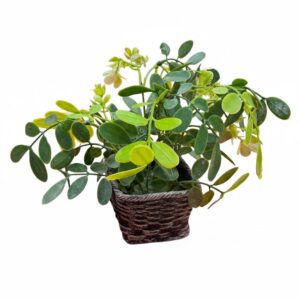 RCT DRUM STICK LEAF SET