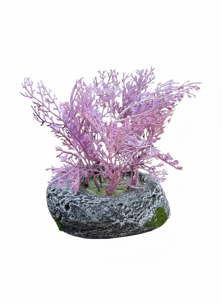 SHOW COLOUR GRASS - Image 2