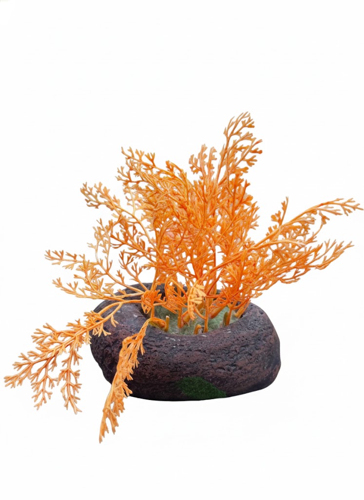 SHOW COLOUR GRASS - Image 5