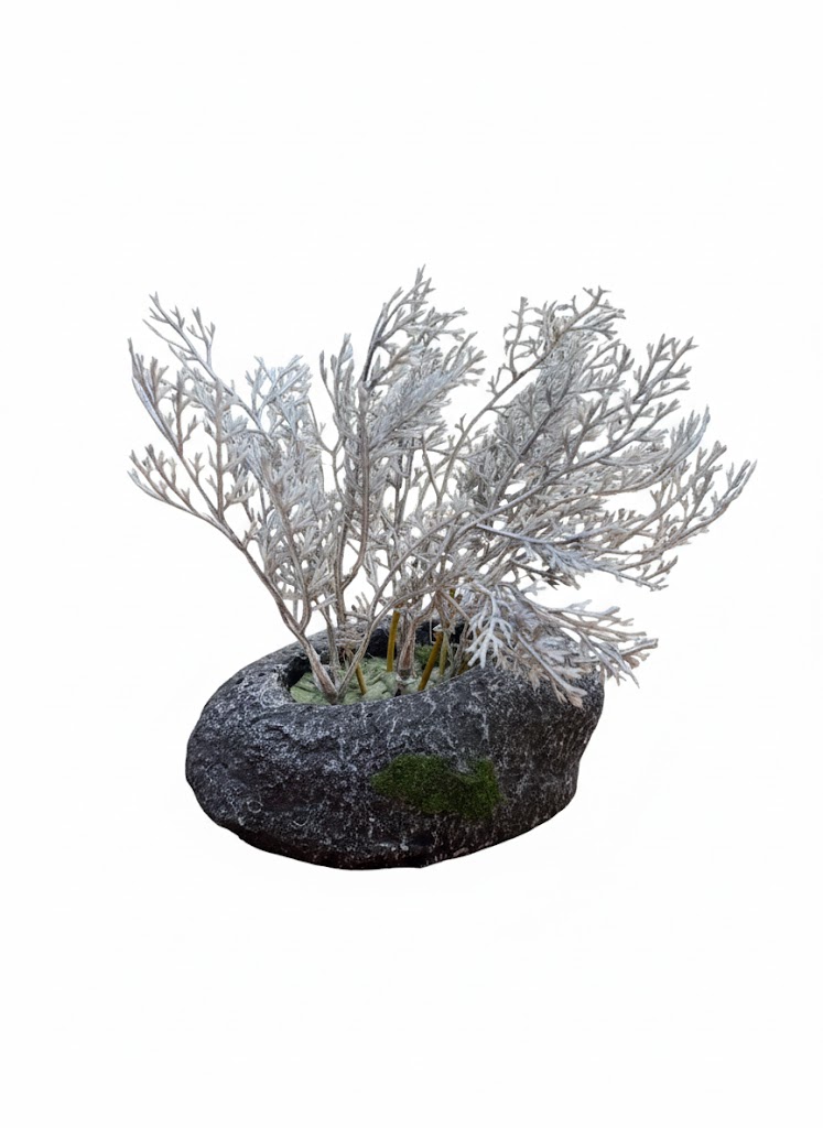 SHOW COLOUR GRASS - Image 4